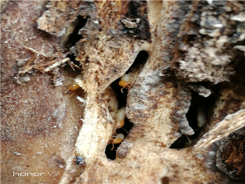 如何根据外露排泄物找到白蚁巢-东莞樟木头白蚁防治公司